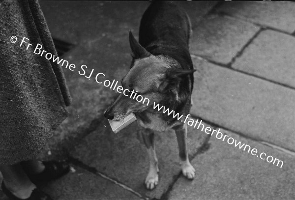 ALSATIAN DOG WITH CIGARETTES